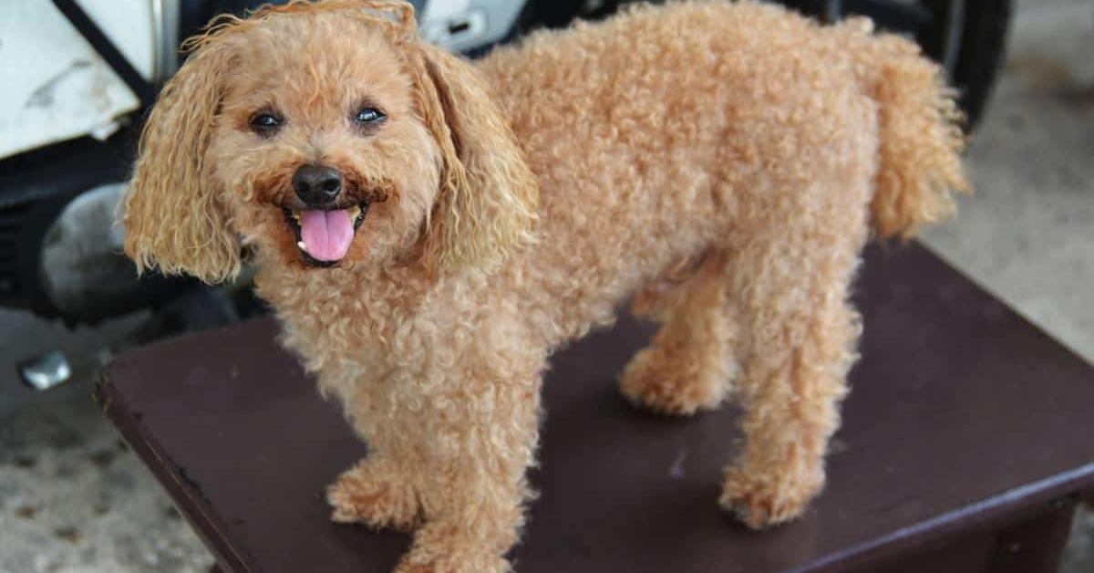 Captured elegance of the Cavapoo, known in Indonesia as Anjing Cavapoo.