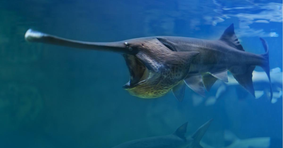 Unique portrayal of the Chinese Paddlefish, also called Ikan Paus Cina in Bahasa Indonesia.