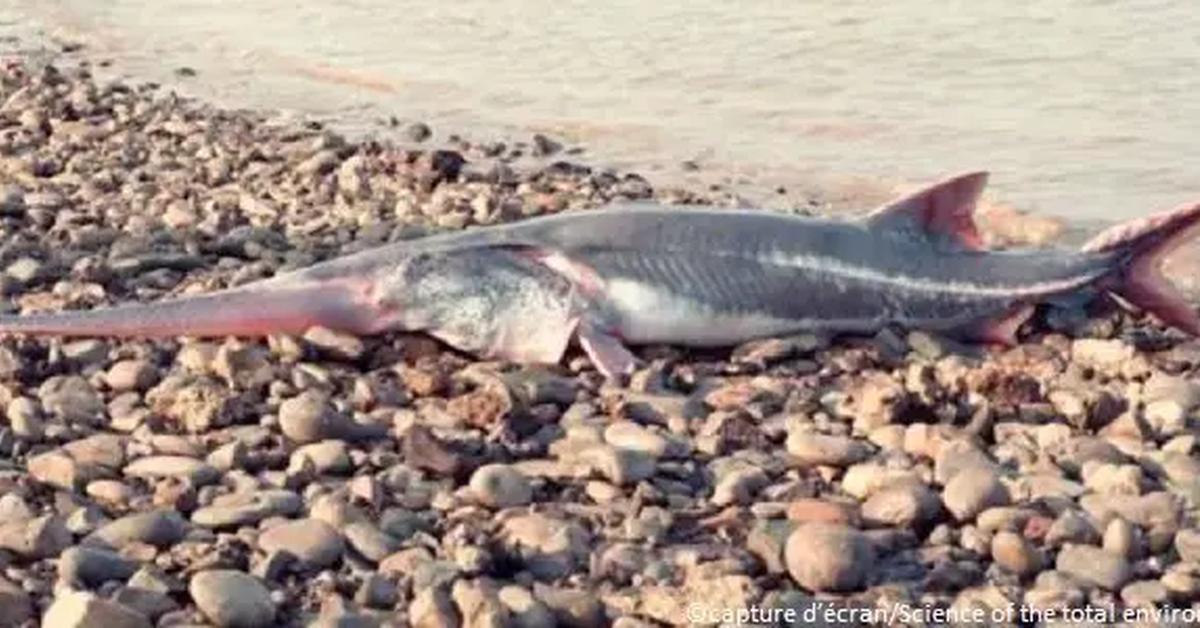 Visual of Chinese Paddlefish, or Ikan Paus Cina in Indonesian, showcasing its beauty.