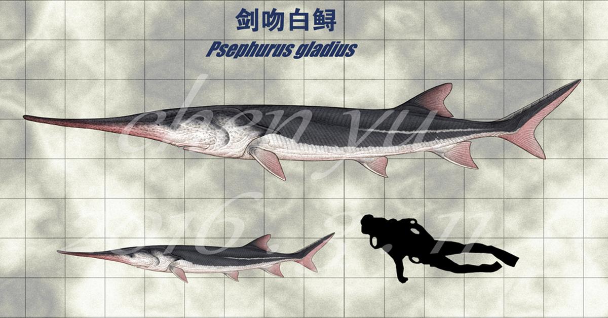 Elegant portrayal of the Chinese Paddlefish, also known as Psephurus gladius.