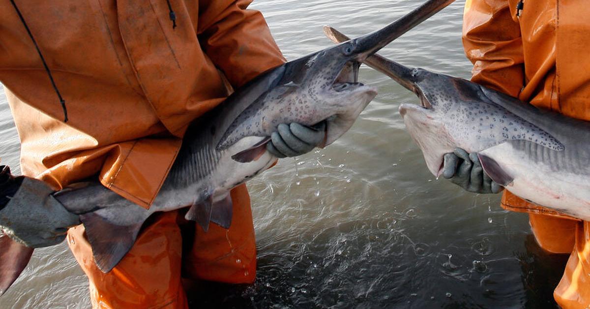 Captured beauty of the Chinese Paddlefish, or Psephurus gladius in the scientific world.