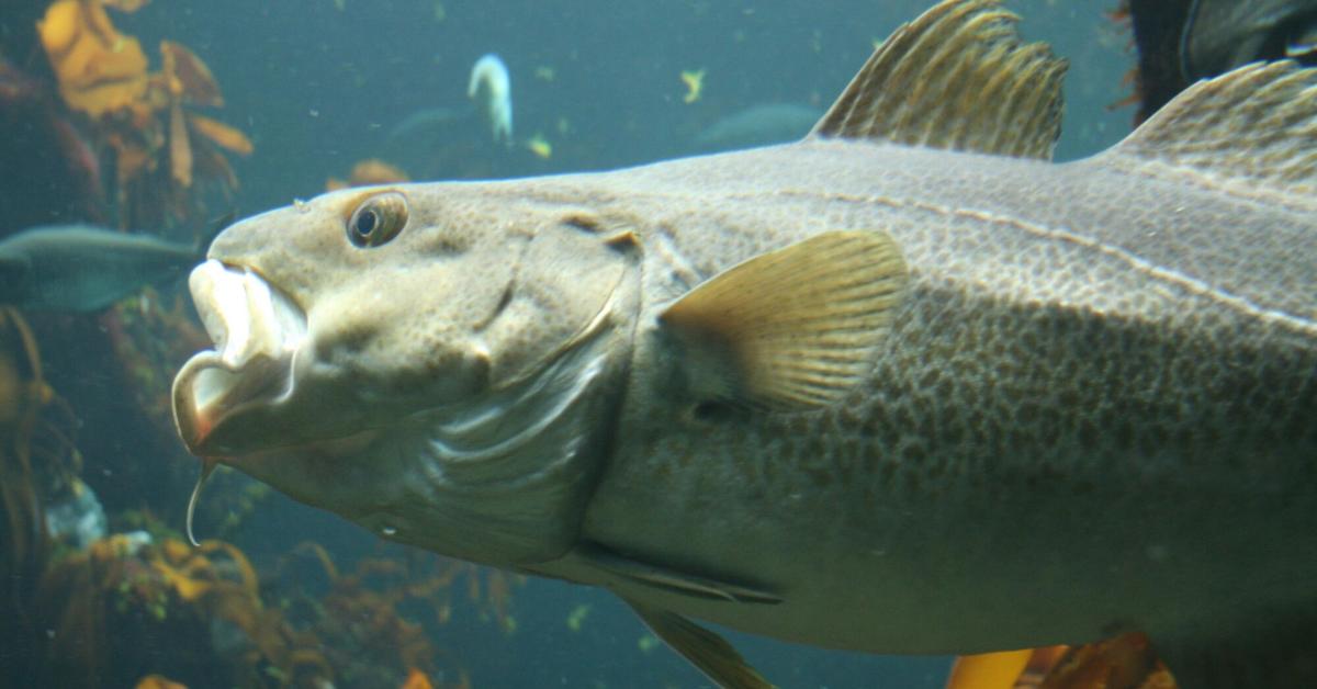 Photograph of the unique Codfish, known scientifically as Gadus spp..