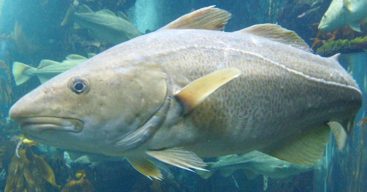 Striking appearance of the Codfish, known in scientific circles as Gadus spp..