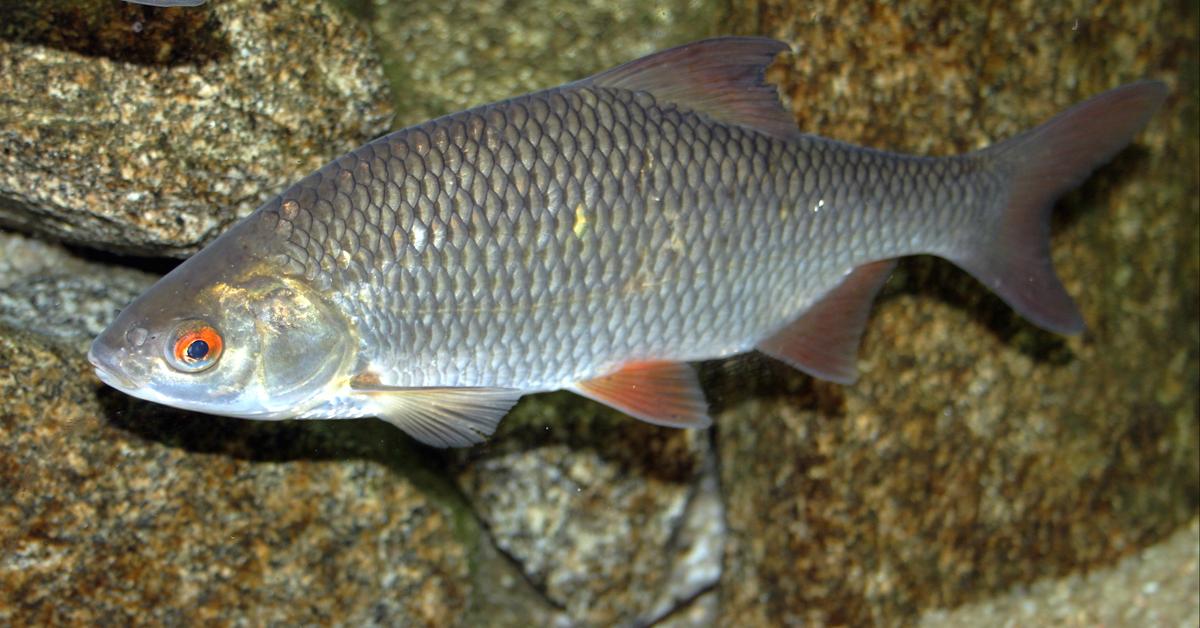 Natural elegance of the Carp, scientifically termed Cyprinidae.