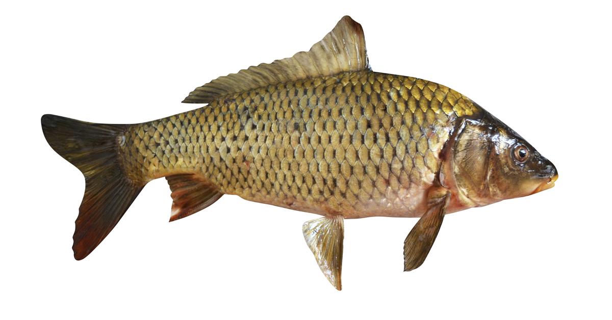 Striking appearance of the Carp, known in scientific circles as Cyprinidae.