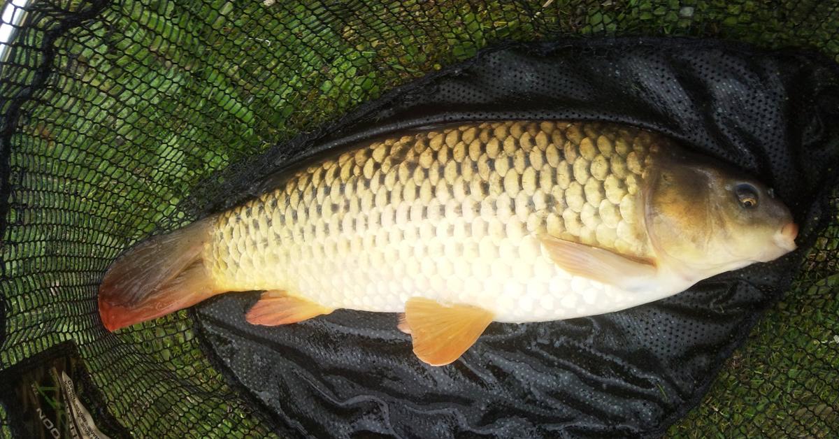 A look at the Carp, also recognized as Ikan Mas in Indonesian culture.