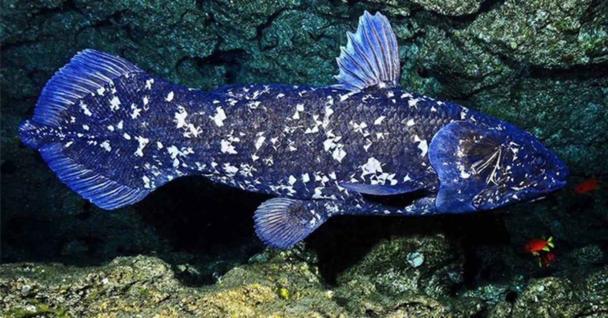 Dynamic image of the Coelacanth, popularly known in Indonesia as Ikan Coelacanth.