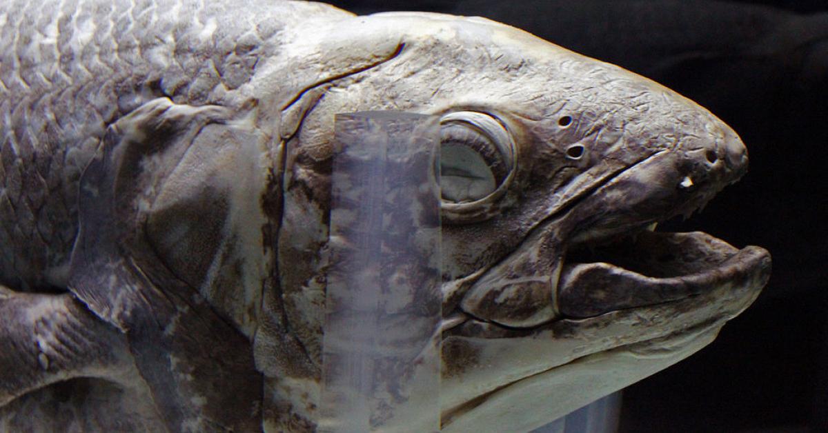 Picture of Coelacanth, known in Indonesia as Ikan Coelacanth.