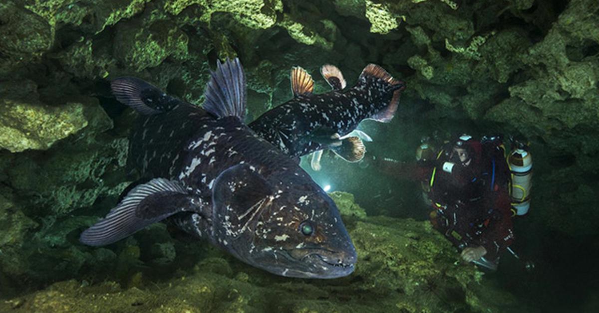 Dynamic image of the Coelacanth, popularly known in Indonesia as Ikan Coelacanth.