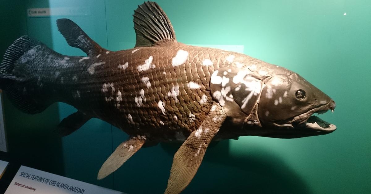 Charming view of the Coelacanth, in Indonesia referred to as Ikan Coelacanth.