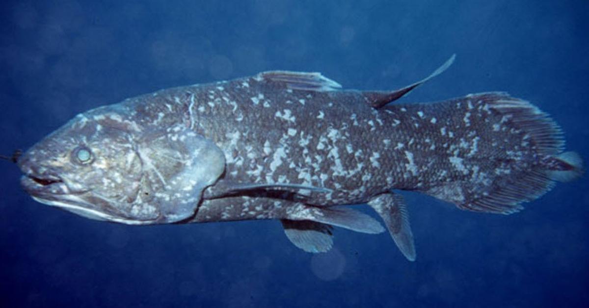 Graceful Coelacanth, a creature with the scientific name Coelacanthiformes.