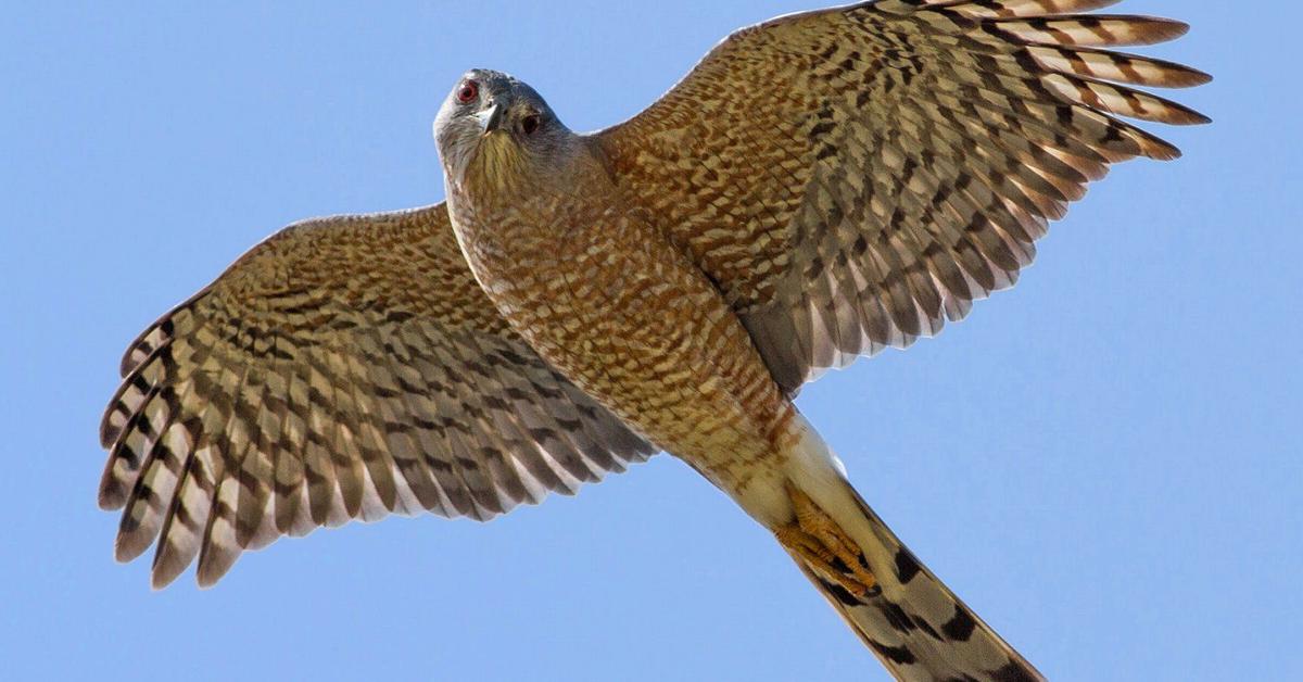 Close encounter with the Coopers Hawk, scientifically called Accipiter cooperii.