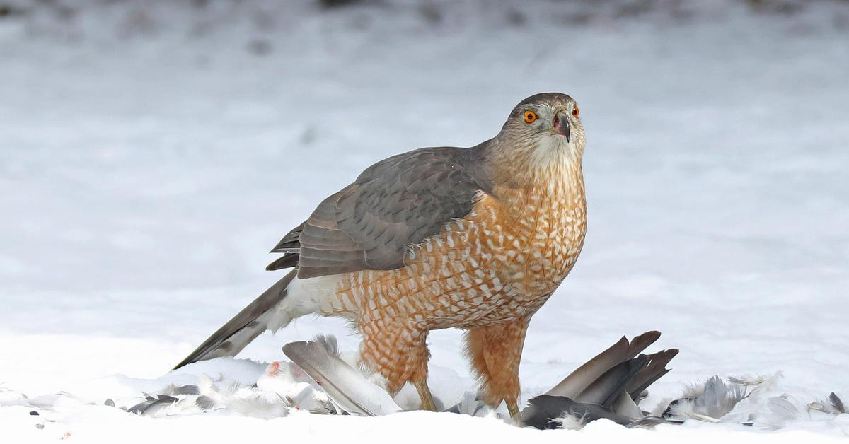 Dynamic image of the Coopers Hawk, popularly known in Indonesia as Elang Coopers.