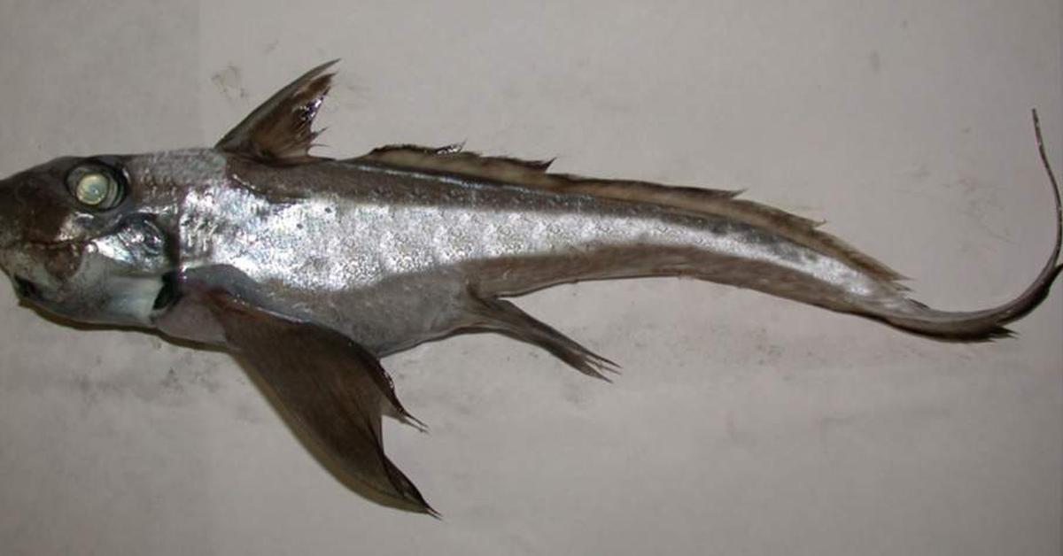 Visual representation of the Chimaera, recognized in Indonesia as Kimaera.