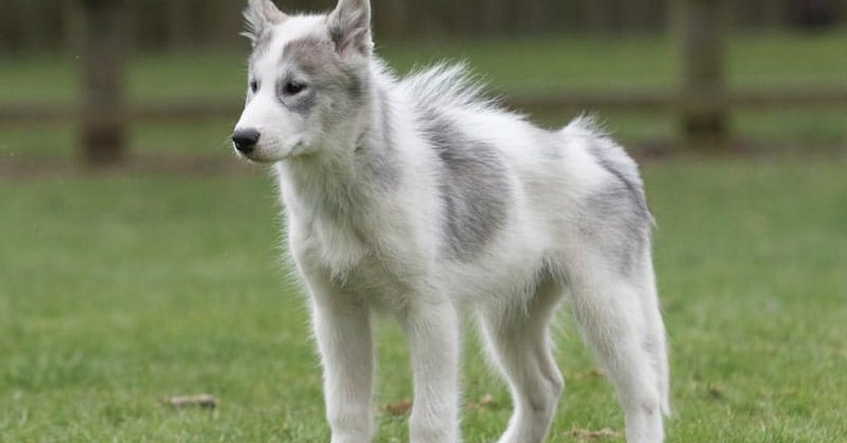 Stunning image of the Canadian Eskimo Dog (Canis lupus), a wonder in the animal kingdom.