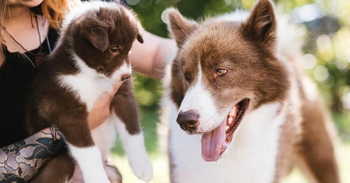 Unique portrayal of the Canadian Eskimo Dog, also called Anjing Eskimo Kanada in Bahasa Indonesia.