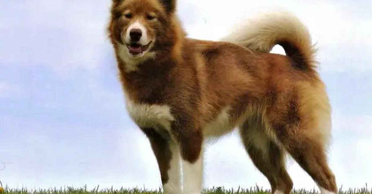 Portrait of a Canadian Eskimo Dog, a creature known scientifically as Canis lupus.