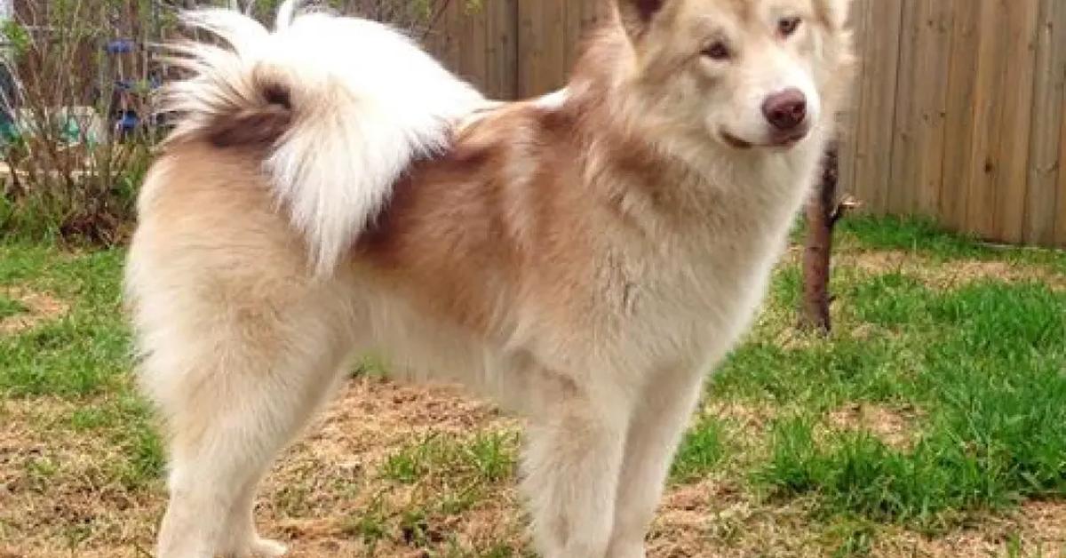 Iconic view of the Canadian Eskimo Dog, or Canis lupus, in its habitat.