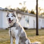 Enchanting Canadian Eskimo Dog, a species scientifically known as Canis lupus.