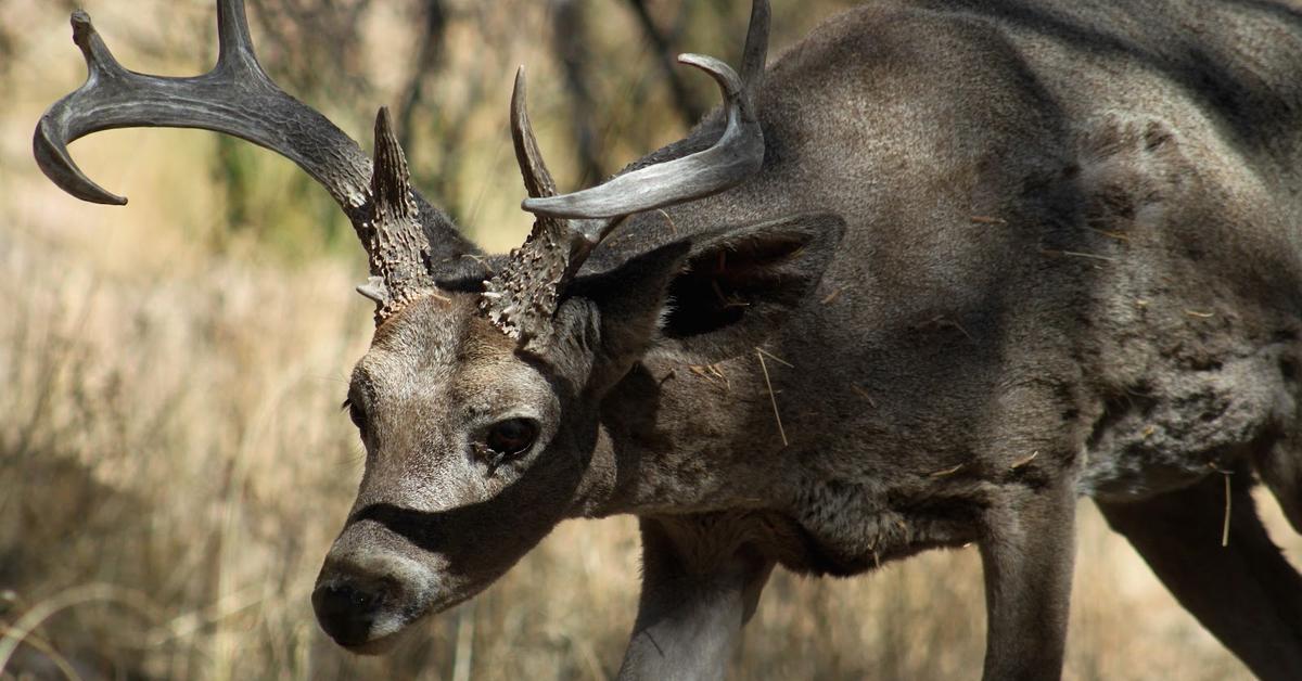 Enchanting Coues Deer, a species scientifically known as Odocoileus virginianus couesi.