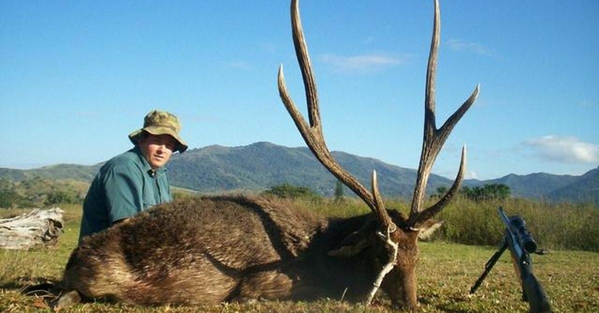 Stunning image of the Coues Deer (Odocoileus virginianus couesi), a wonder in the animal kingdom.