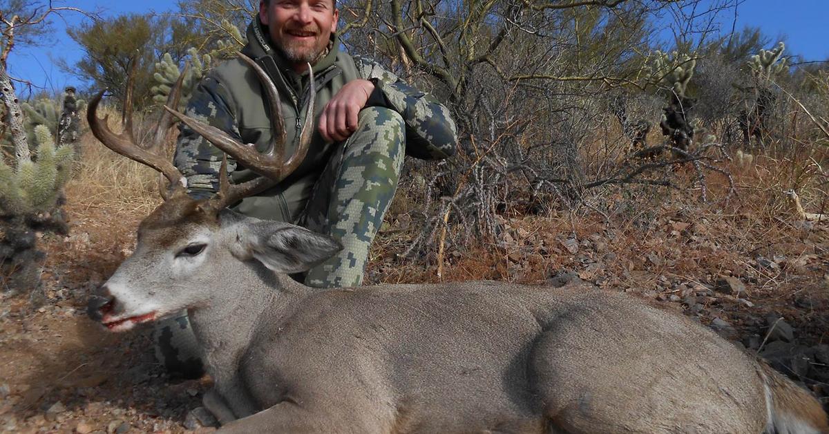 Photogenic Coues Deer, scientifically referred to as Odocoileus virginianus couesi.