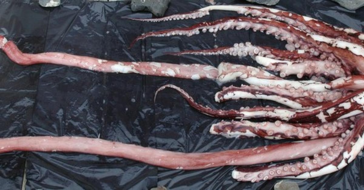 Unique portrayal of the Colossal Squid, also called Gurita Kolosal in Bahasa Indonesia.