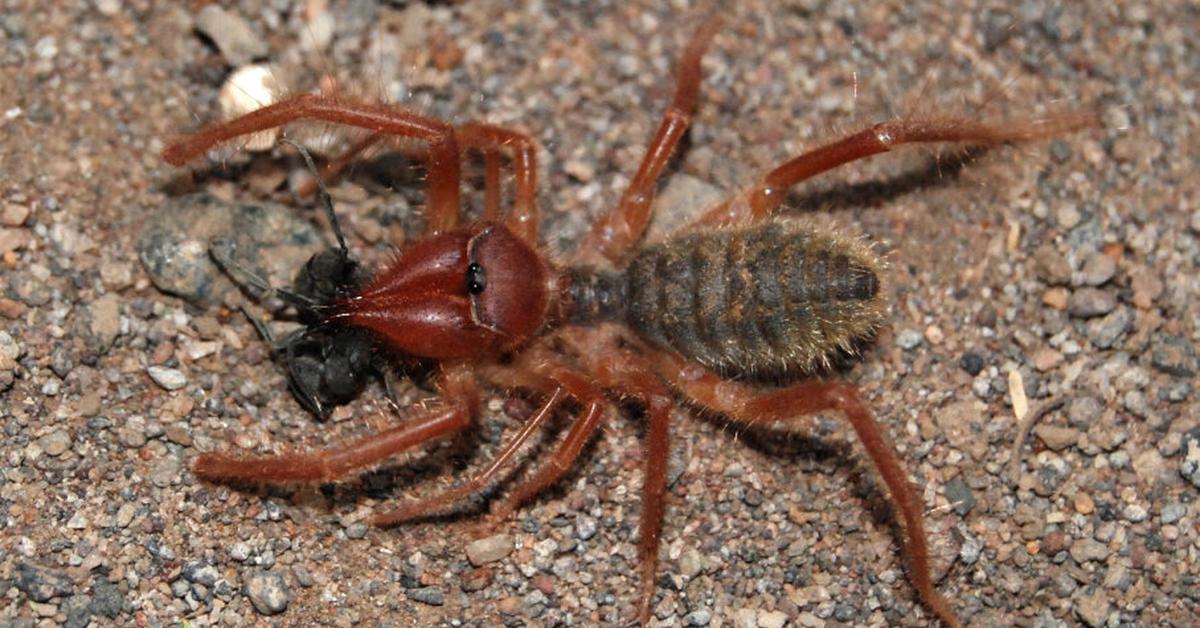 Charming view of the Camel Spider, in Indonesia referred to as Laba-laba Unta.