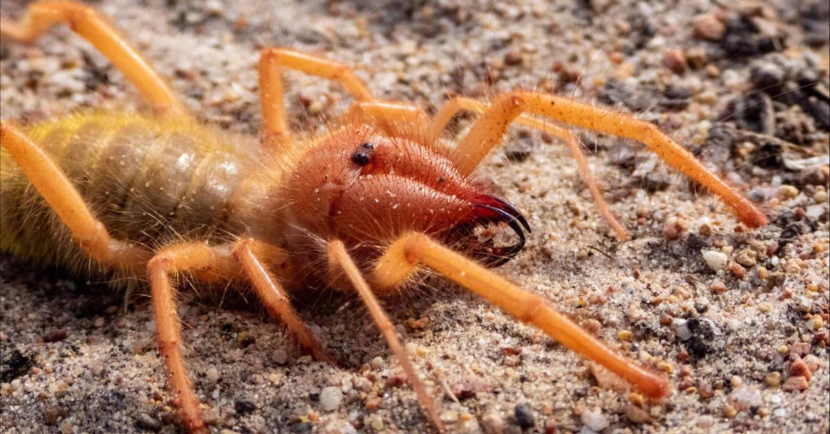 Captured moment of the Camel Spider, in Indonesia known as Laba-laba Unta.