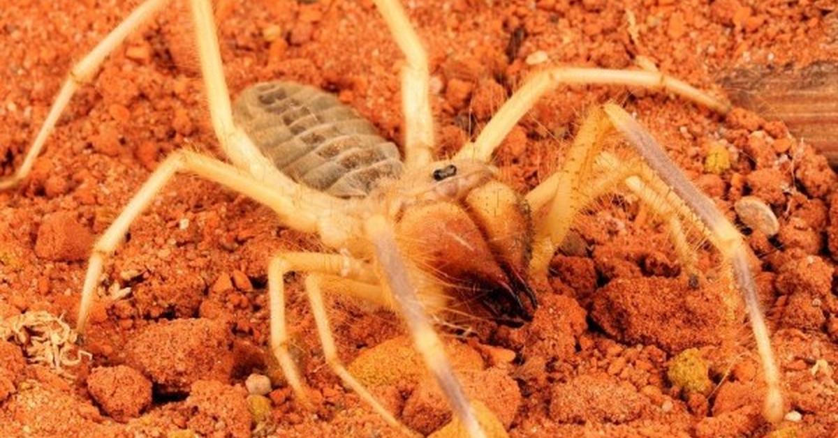 Vivid image of the Camel Spider, or Laba-laba Unta in Indonesian context.