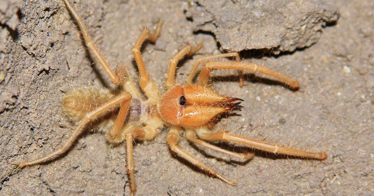 Elegant Camel Spider in its natural habitat, called Laba-laba Unta in Indonesia.