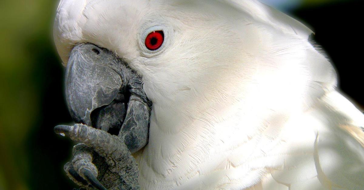 Elegant Cockatoo in its natural habitat, called Kakatua in Indonesia.