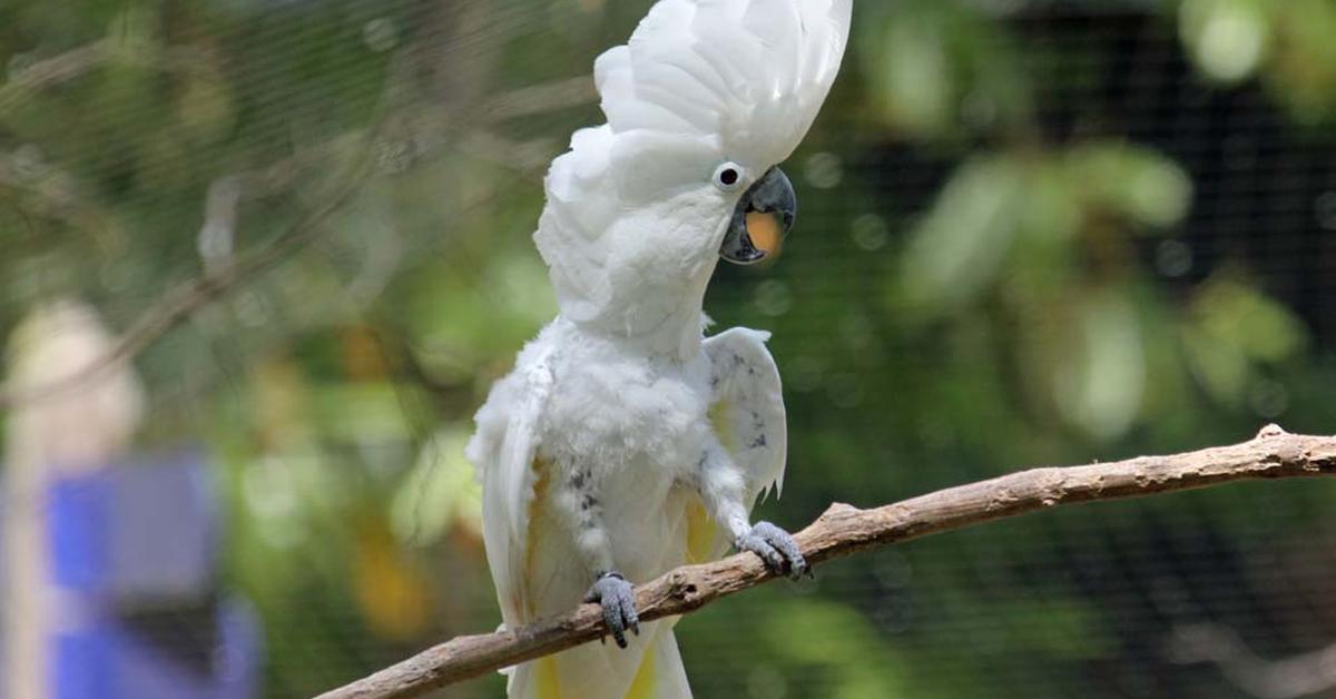 Graceful Cockatoo, a creature with the scientific name Cacatuidae.