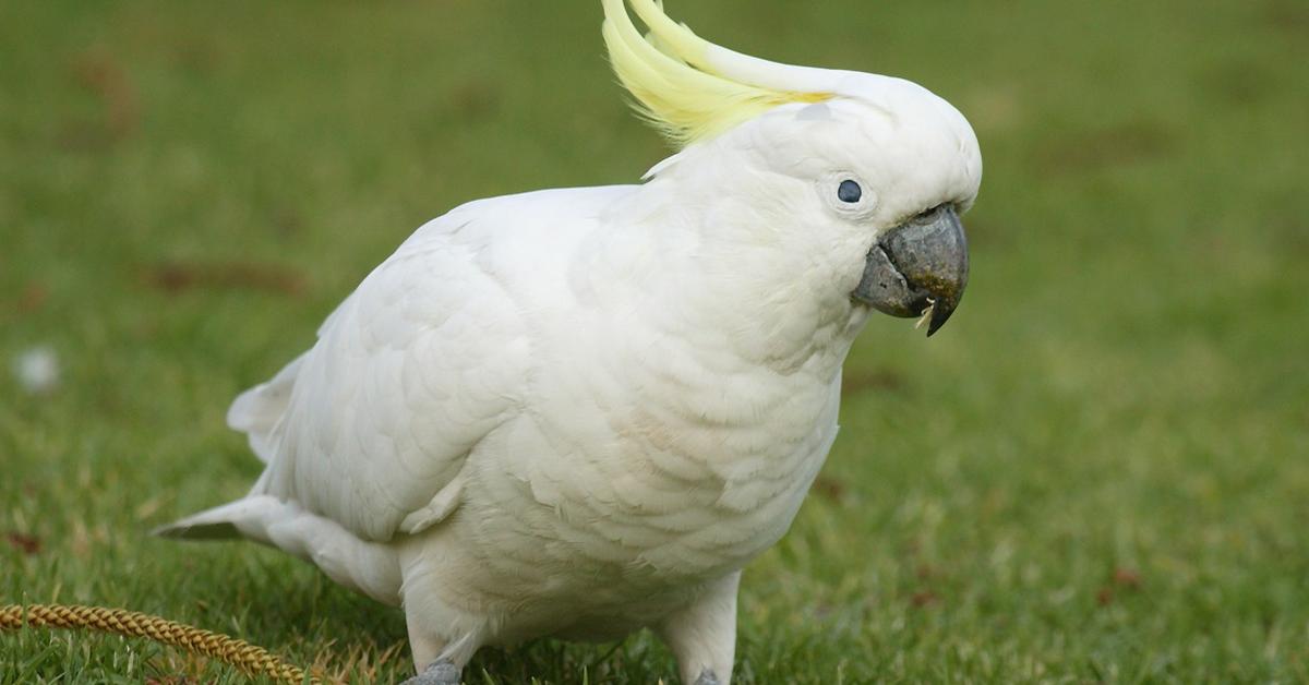 Close-up view of the Cockatoo, known as Kakatua in Indonesian.