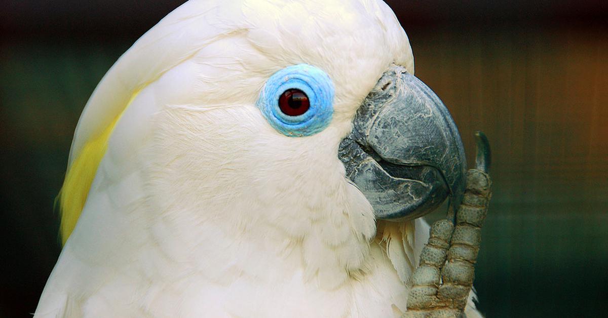 Vivid image of the Cockatoo, or Kakatua in Indonesian context.