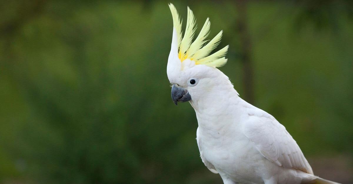 The elegant Cockatoo (Cacatuidae), a marvel of nature.