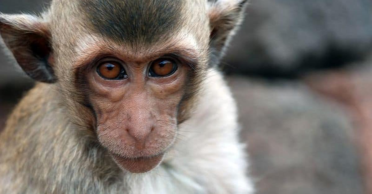 The Crab-Eating Macaque in its natural beauty, locally called Kera Ekor Panjang.