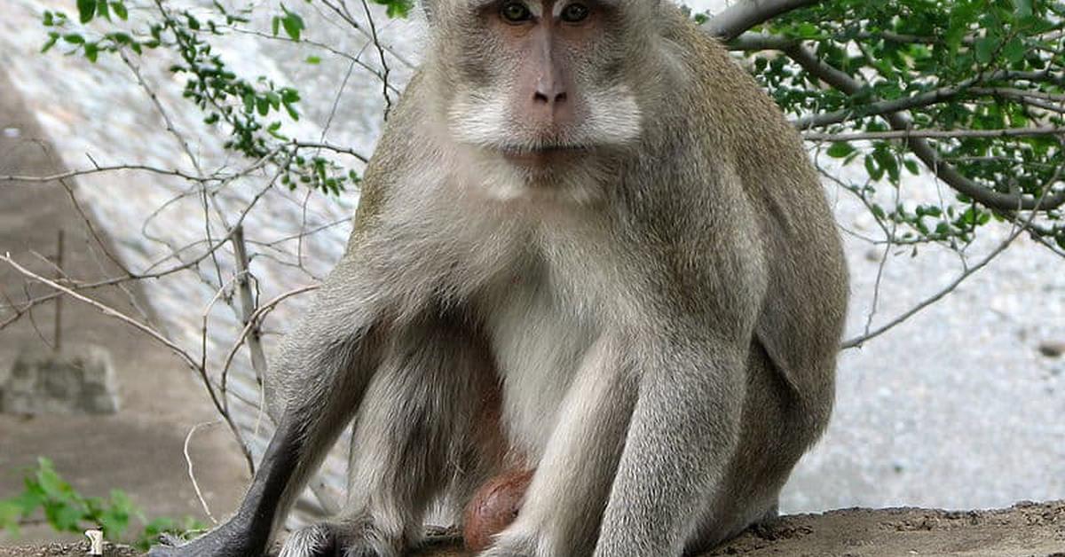 Unique portrayal of the Crab-Eating Macaque, also called Kera Ekor Panjang in Bahasa Indonesia.