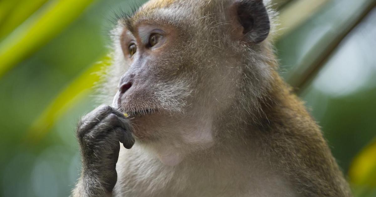 Portrait of a Crab-Eating Macaque, a creature known scientifically as Macaca Fascicularis.