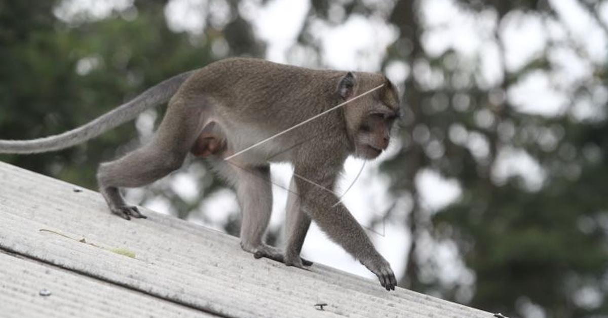 Portrait of a Crab-Eating Macaque, a creature known scientifically as Macaca Fascicularis.