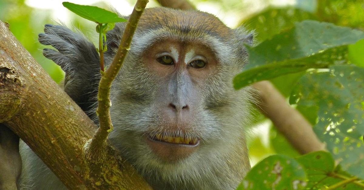 The remarkable Crab-Eating Macaque (Macaca Fascicularis), a sight to behold.