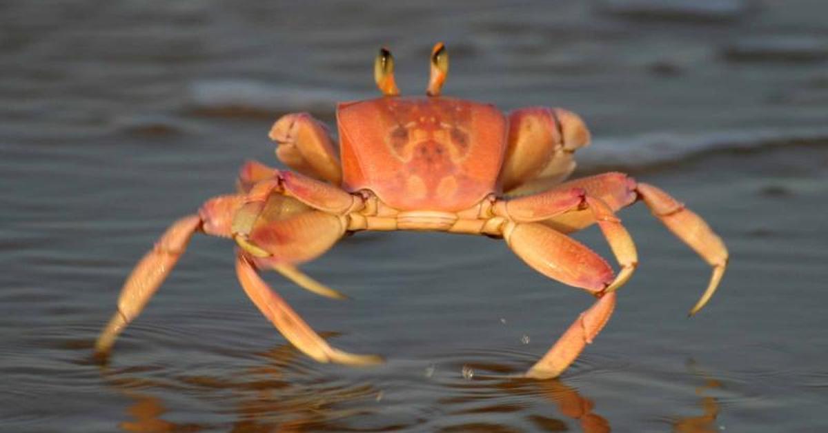 Elegant Crab in its natural habitat, called Kepiting in Indonesia.