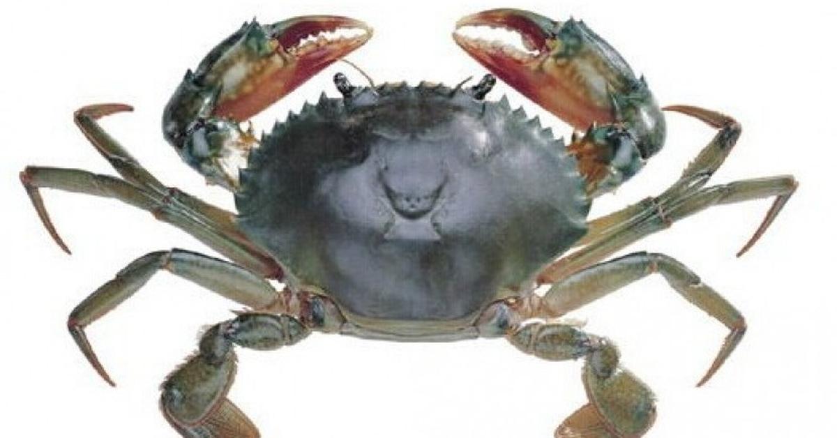 The fascinating Crab, scientifically known as Brachyura.