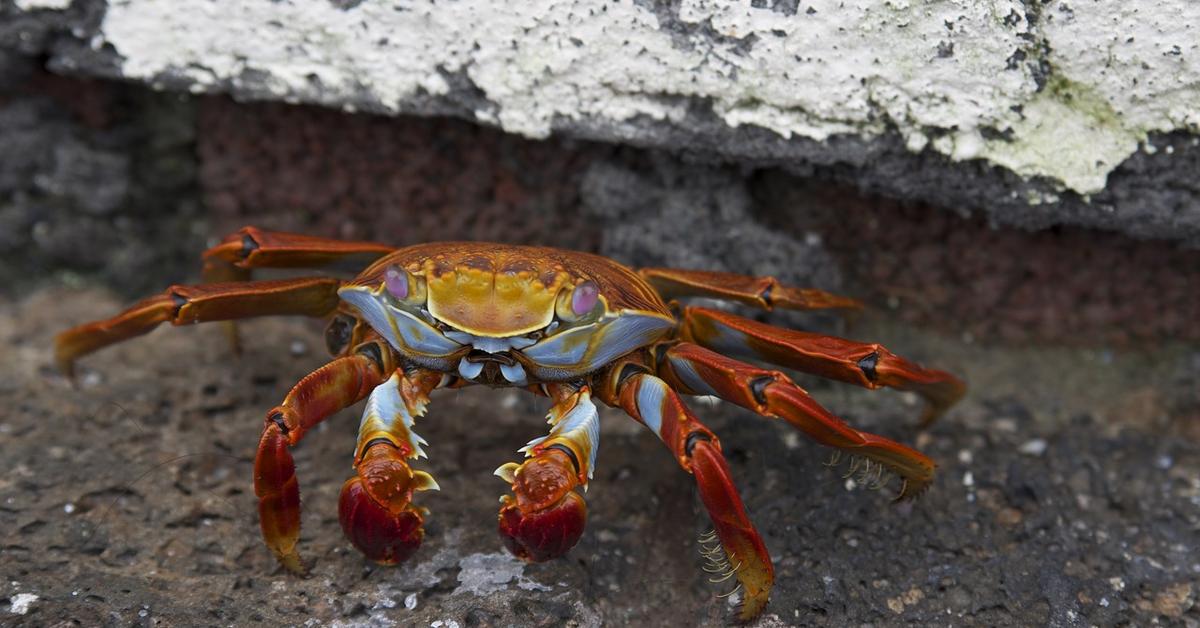 Enchanting Crab, a species scientifically known as Brachyura.