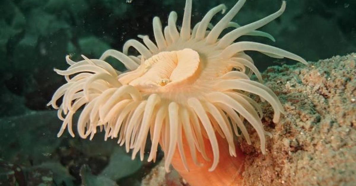 Splendid image of the Coral, with the scientific name Anthozoa.