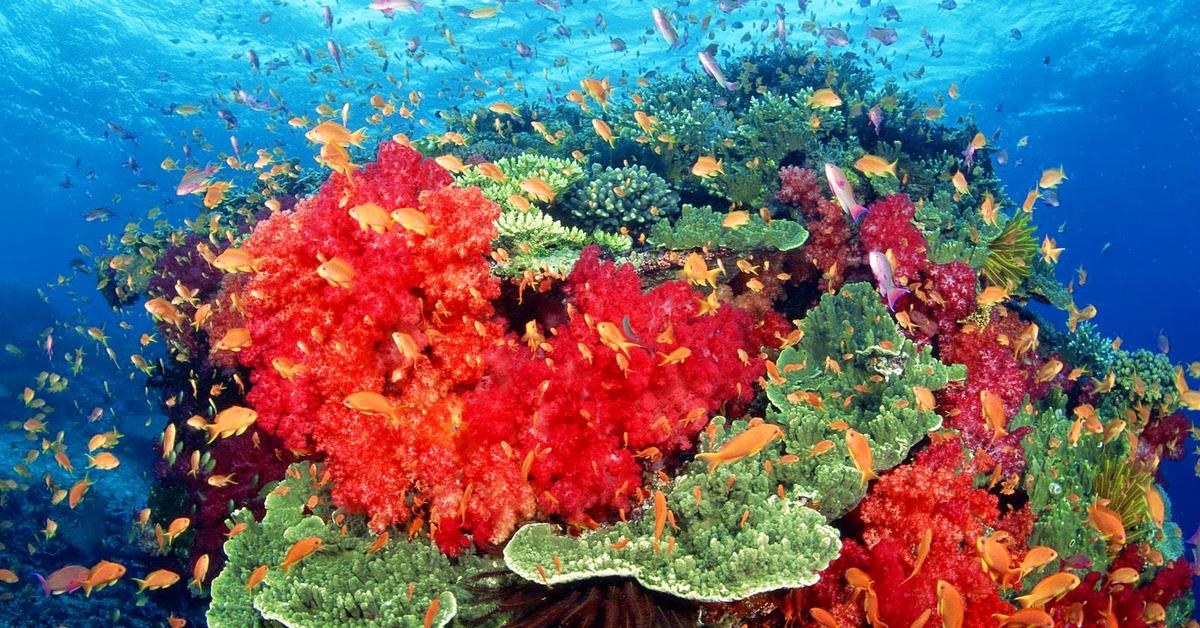 The alluring Coral, commonly referred to as Karang in Bahasa Indonesia.