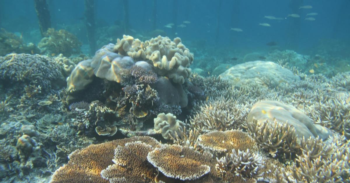 The Coral, a beautiful species also known as Karang in Bahasa Indonesia.