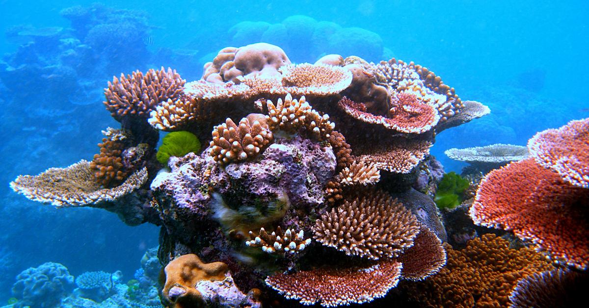 Exquisite image of Coral, in Indonesia known as Karang.