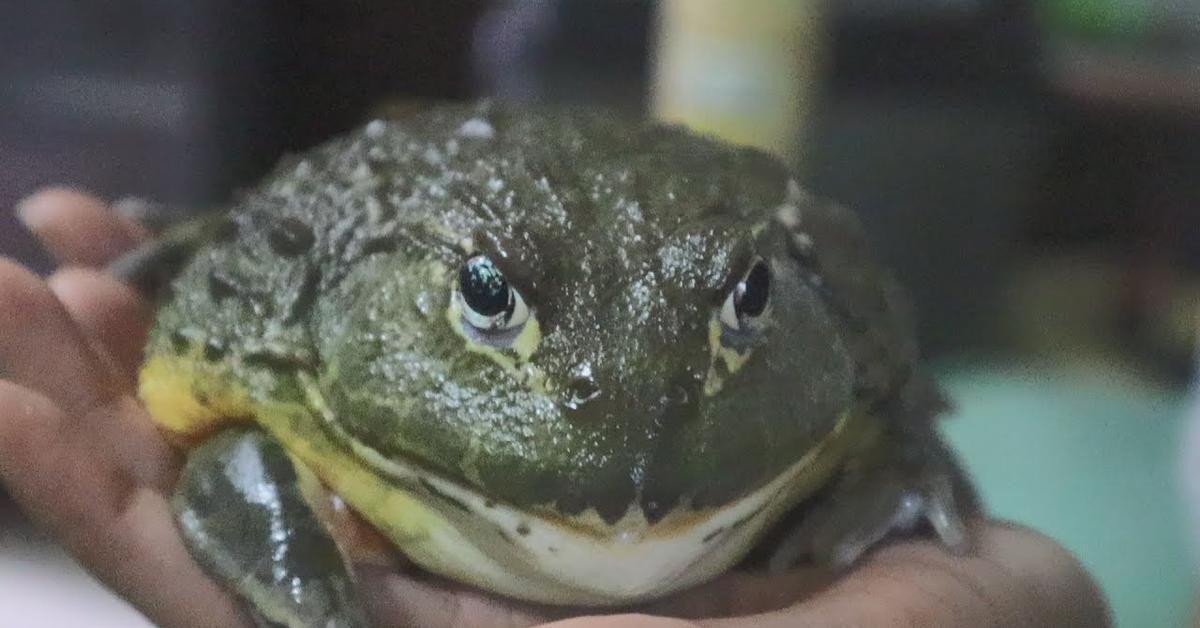 The remarkable Common Toad (Bufo Bufo), a sight to behold.