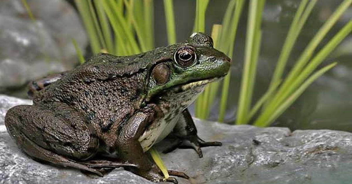 Insightful look at the Common Toad, known to Indonesians as Kodok Biasa.